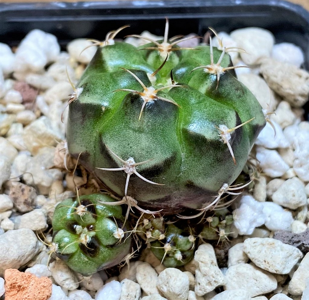 YAR27987 Gymnocalycium joossensianum - Image 2