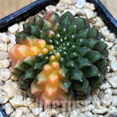 SH29381 Gymnocalycium mihanovichii 'inermis' f. variegata, seedling