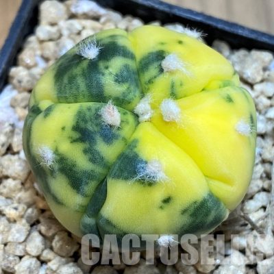 SH29394 Astrophytum asterias 'Kikko' f. variegata, 5 ribs