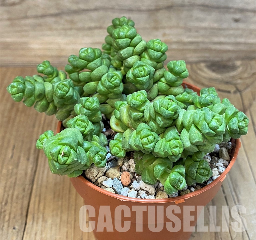 SH29282 Crassula marchandii - Image 3