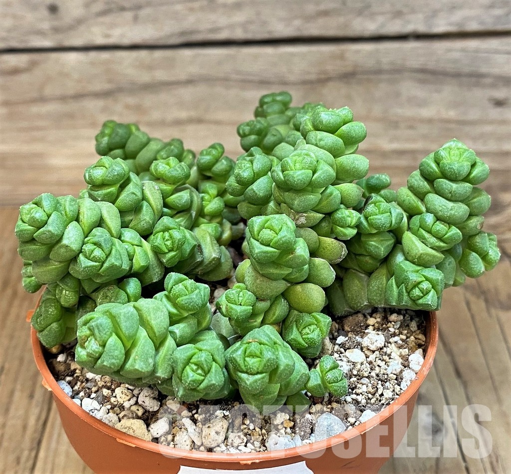 SH29282 Crassula marchandii - Image 2