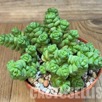 SH29282 Crassula marchandii