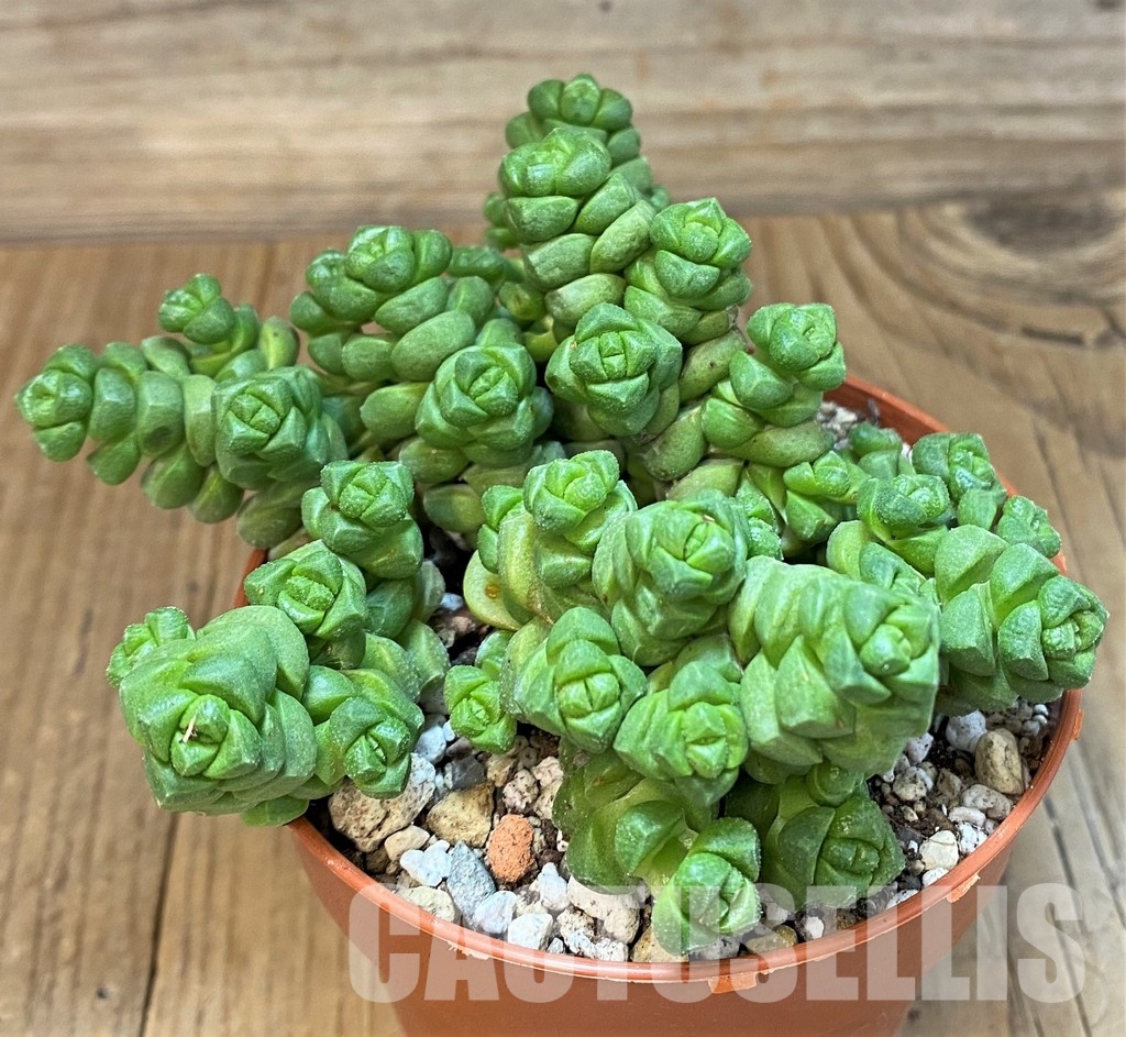 SH29282 Crassula marchandii