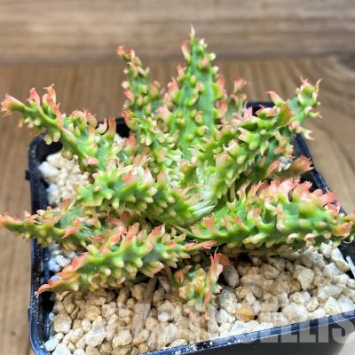 SH29401 Aloe TCT hybrid