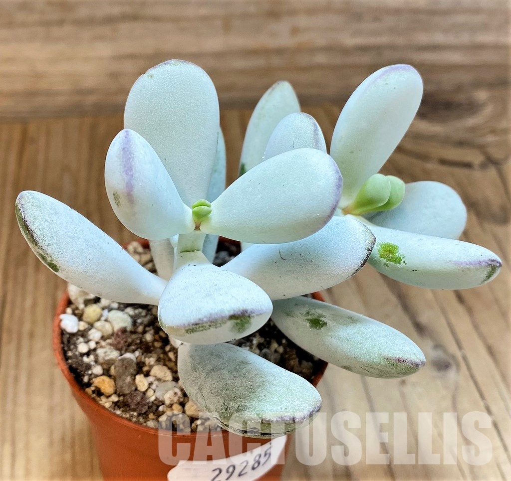 SH29285 Cotyledon orbiculata 'Higginsiae' - Image 2