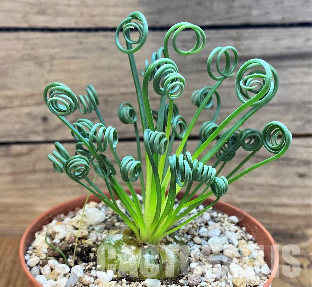 SH29291 Albuca spiralis - Image 2