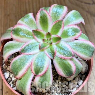 SH29293 Aeonium 'Medusa'