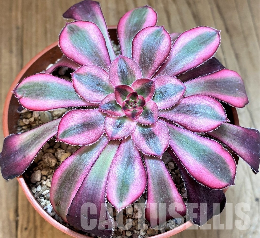 SH29294 Aeonium 'Medusa'