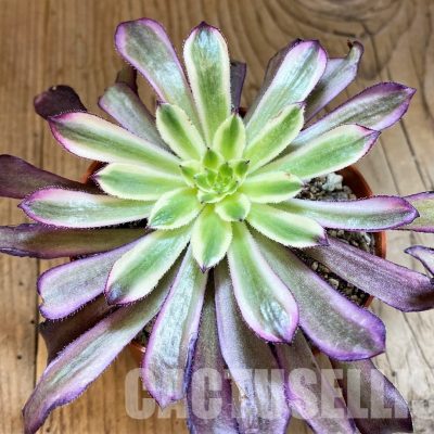 SH29295 Aeonium ‘Mardi Gras’