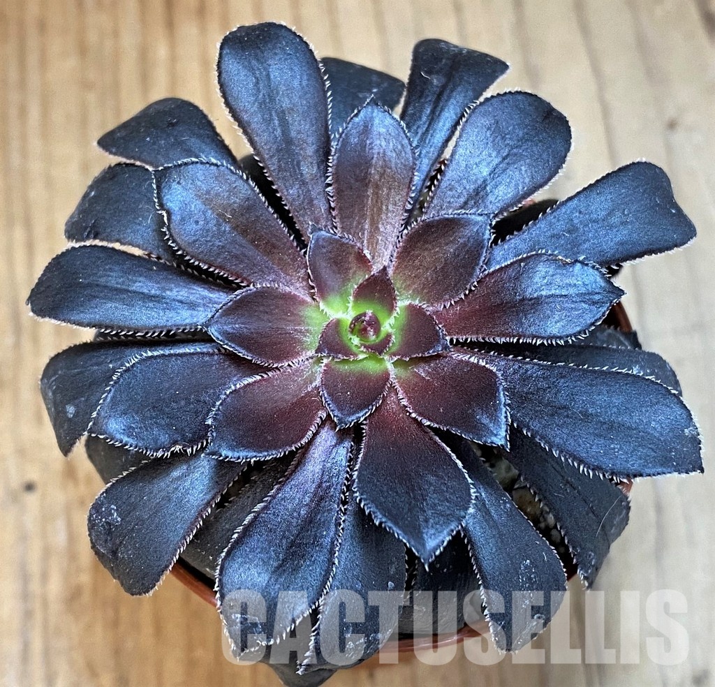 SH29298 Aeonium 'Schwarzkopf'