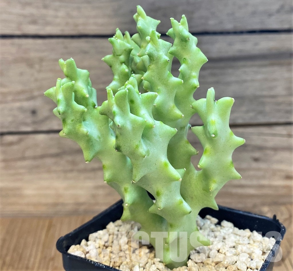 SH29371 Caralluma socotrana - Image 2