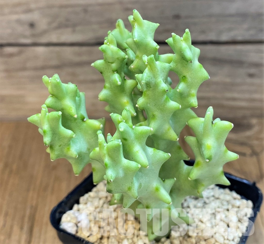 SH29371 Caralluma socotrana