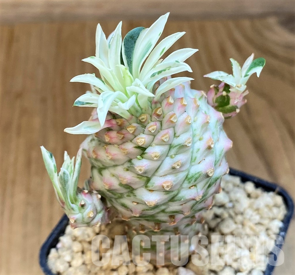 SH29374 Euphorbia 'Sotetsu Kirin' f. variegata - Image 3