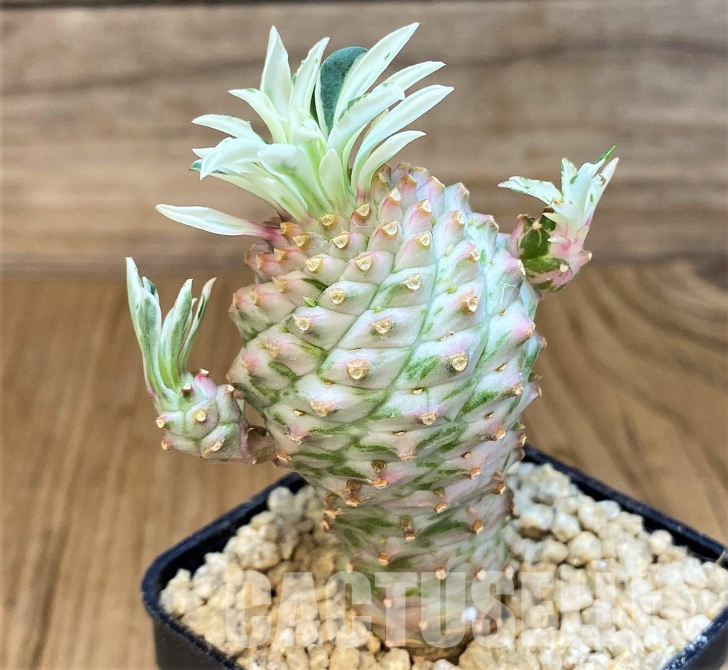 SH29374 Euphorbia 'Sotetsu Kirin' f. variegata - Image 2
