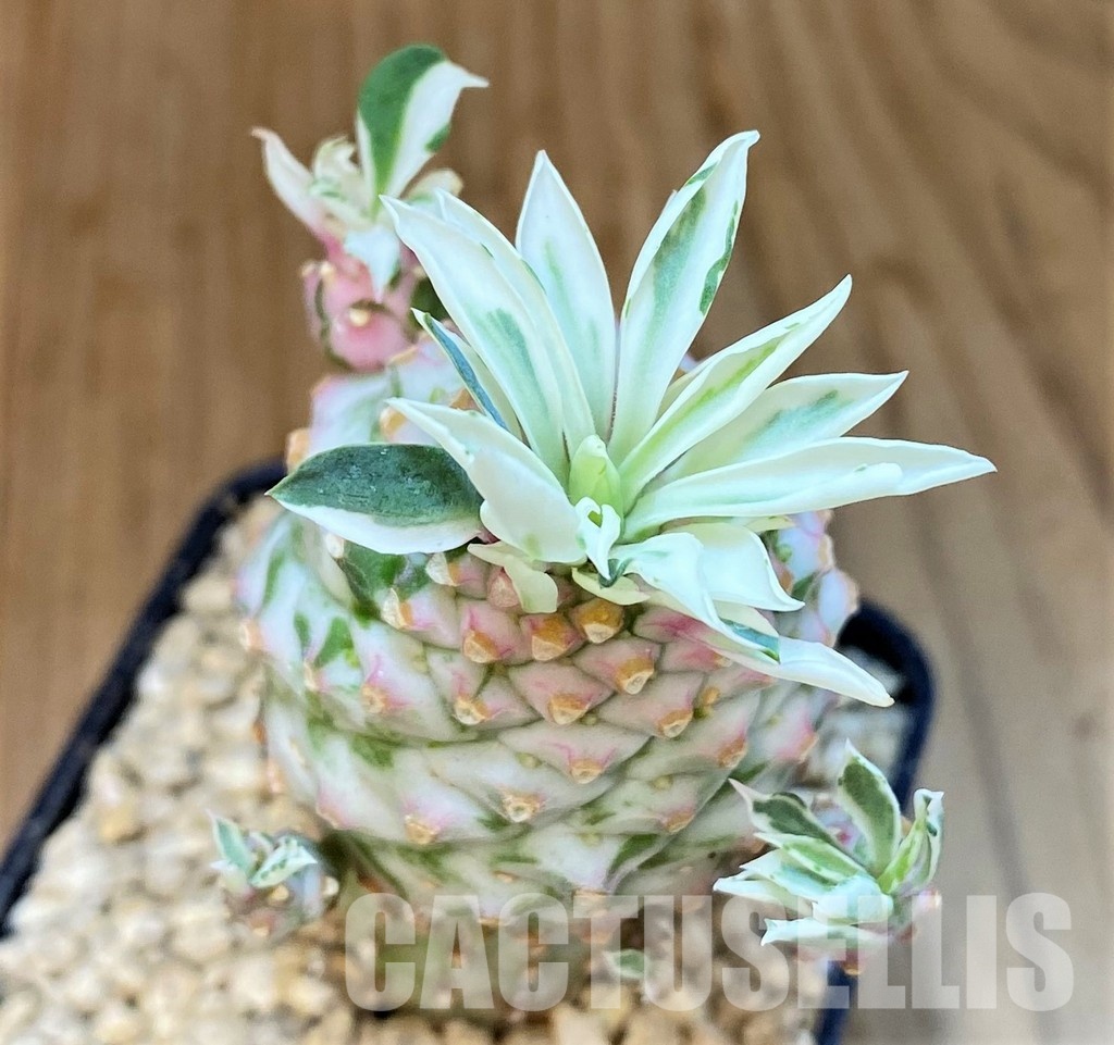 SH29374 Euphorbia 'Sotetsu Kirin' f. variegata