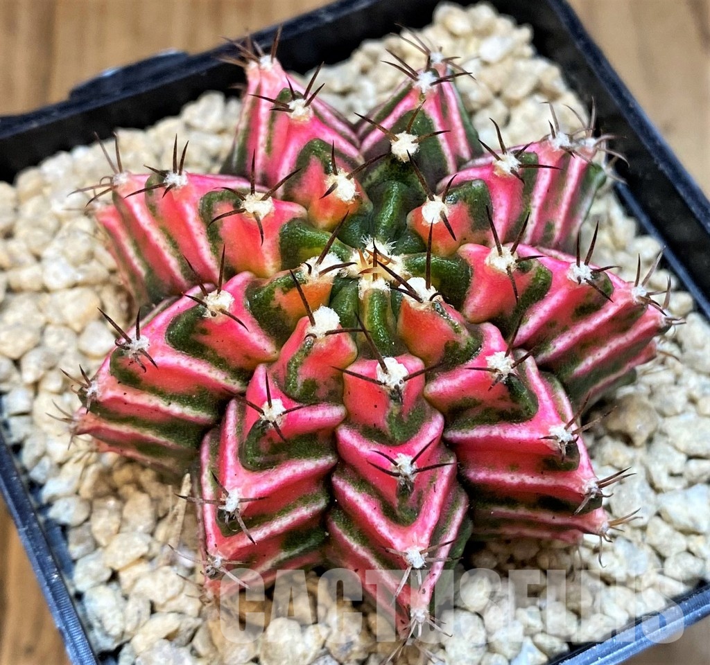 SH29376 Gymnocalycium friedrichii f. variegata, seedling - Image 2