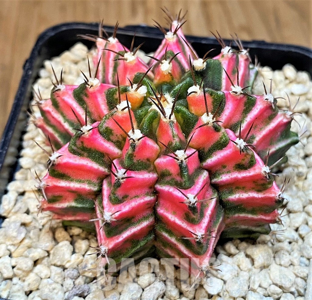 SH29376 Gymnocalycium friedrichii f. variegata, seedling