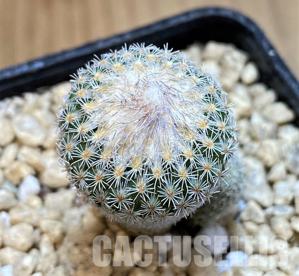 SH29441 Epithelantha micromeris v. polycephala