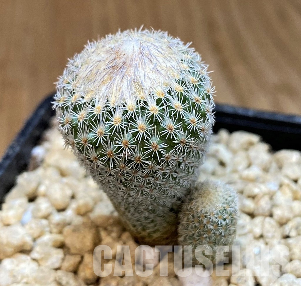 SH29441 Epithelantha micromeris v. polycephala - Image 2