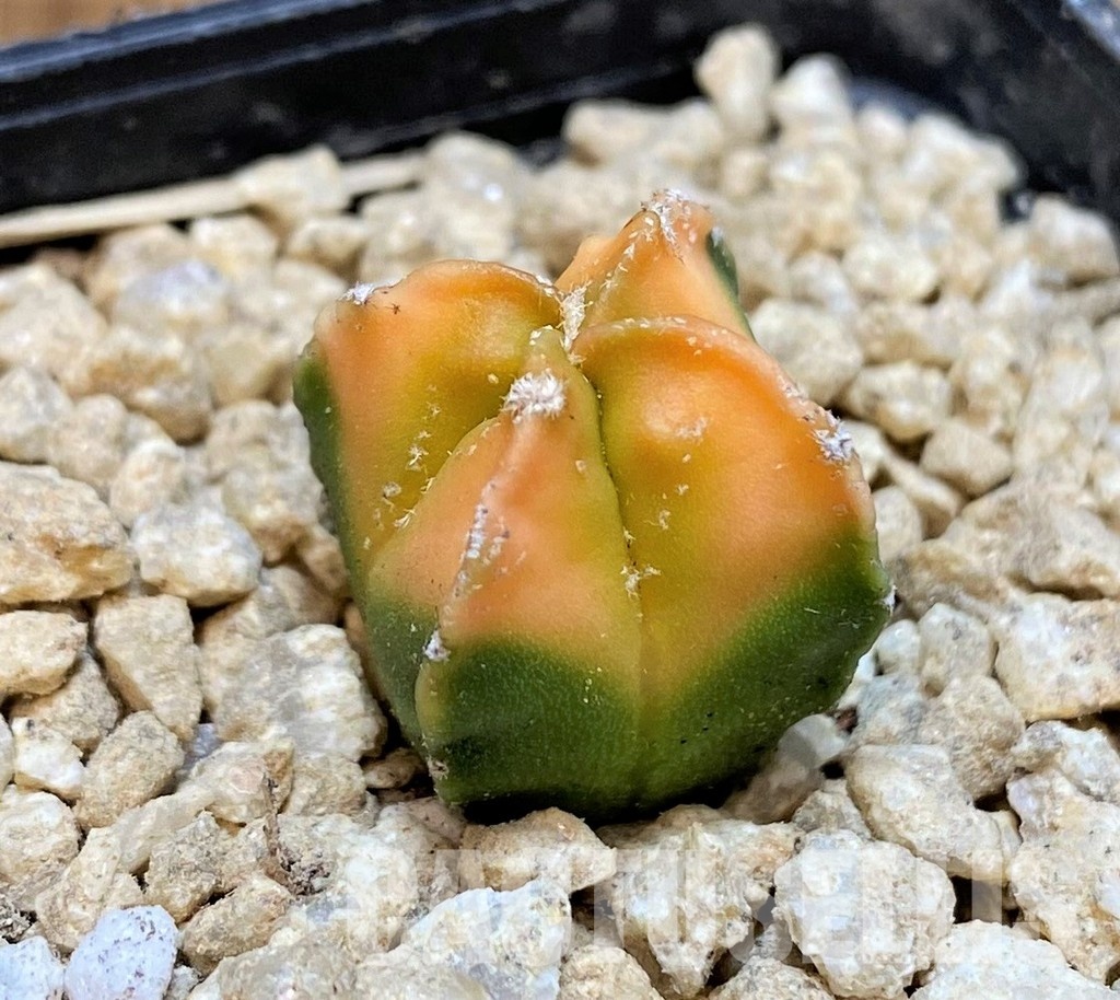 SH29443 Astrophytum myriostigma f. variegata, seedling