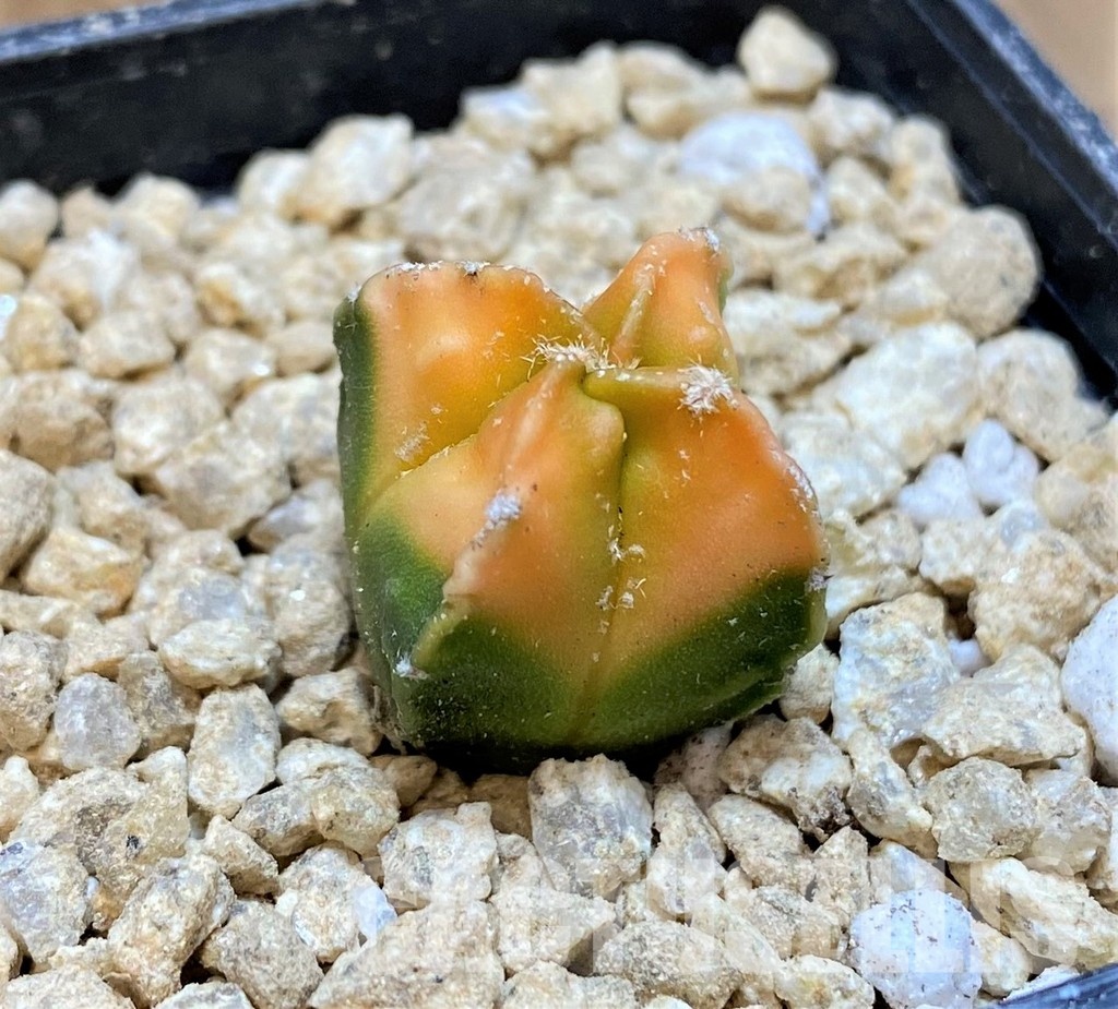 SH29443 Astrophytum myriostigma f. variegata, seedling - Image 2