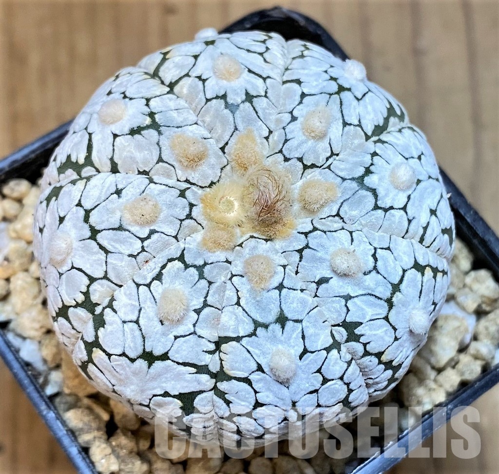 SH29451 Astrophytum asterias 'Super Kabuto Snow'