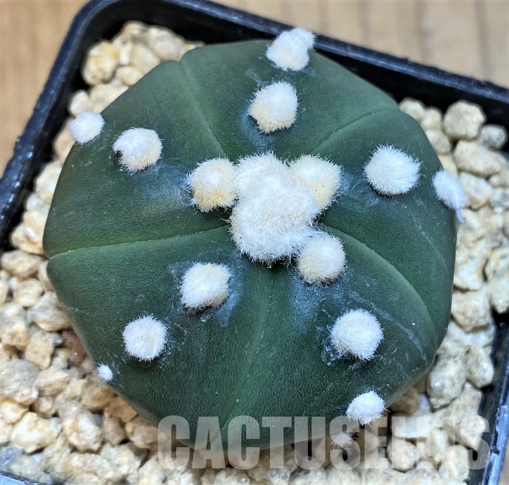 SH29452 Astrophytum asterias 'Ooibo', 5 ribs
