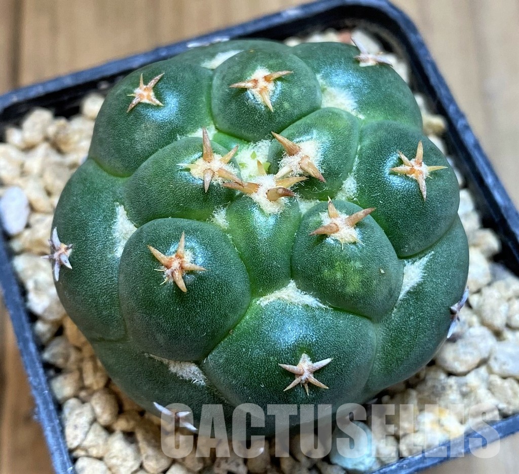 SH29460 Coryphantha elephantidens 'Double Thorns' - Image 2