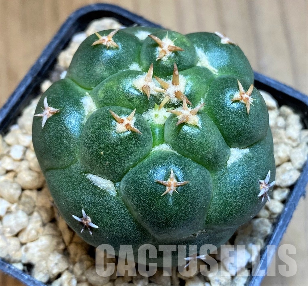 SH29460 Coryphantha elephantidens 'Double Thorns'