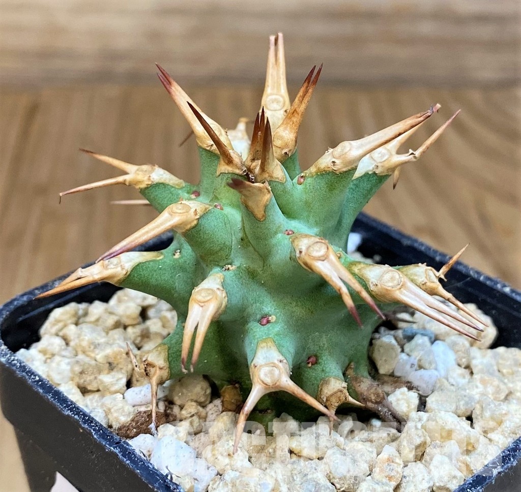 SH29463 Euphorbia venefica x groenewaldii - Image 3