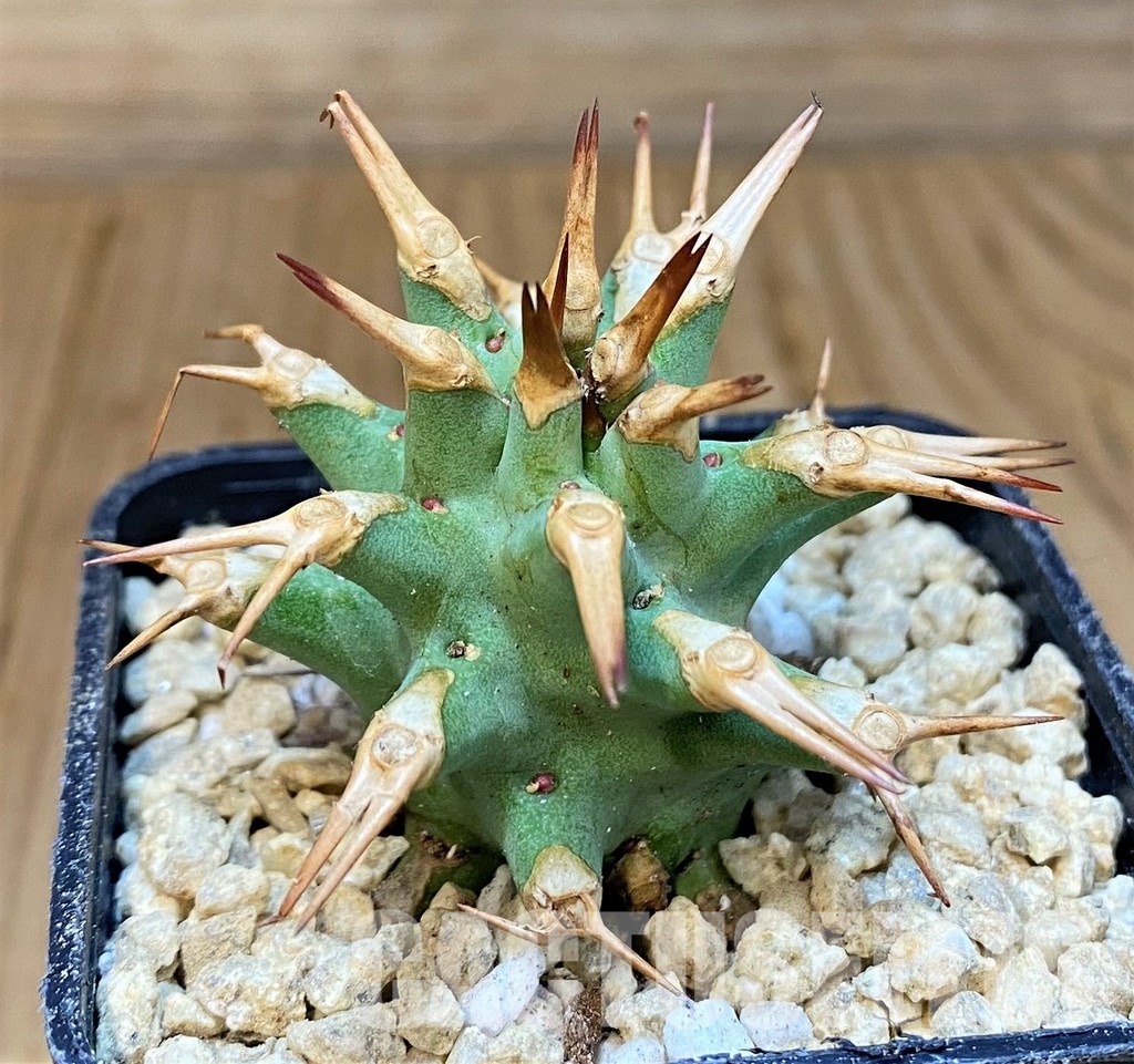 SH29463 Euphorbia venefica x groenewaldii - Image 2