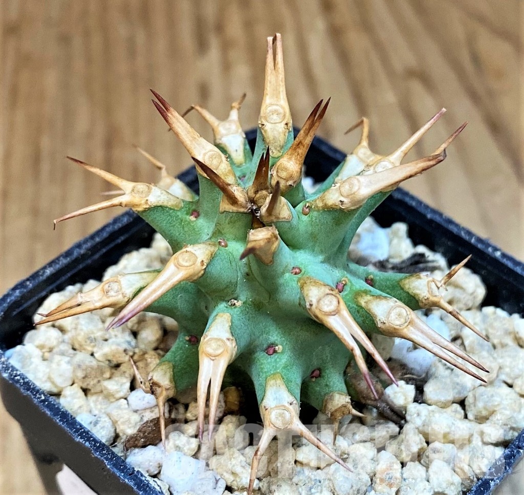 SH29463 Euphorbia venefica x groenewaldii