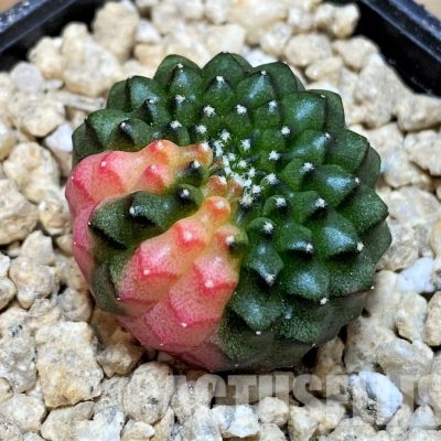 SH29414 Gymnocalycium mihanovichii 'inermis' f. variegata, seedling