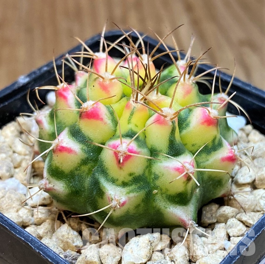 SH29416 Gymnocalycium mihanovichii 'Flower Field'