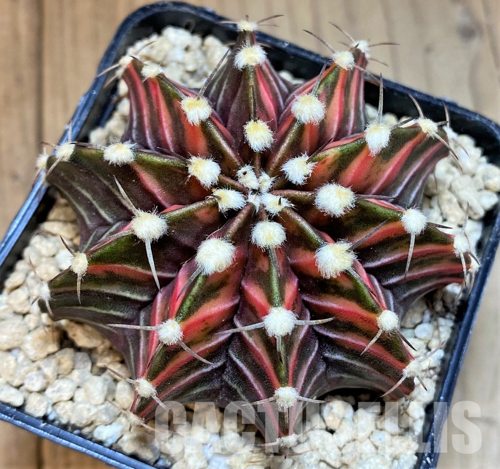 SH29421 Gymnocalycium friedrichii LB f. variegata, seedling - Image 2