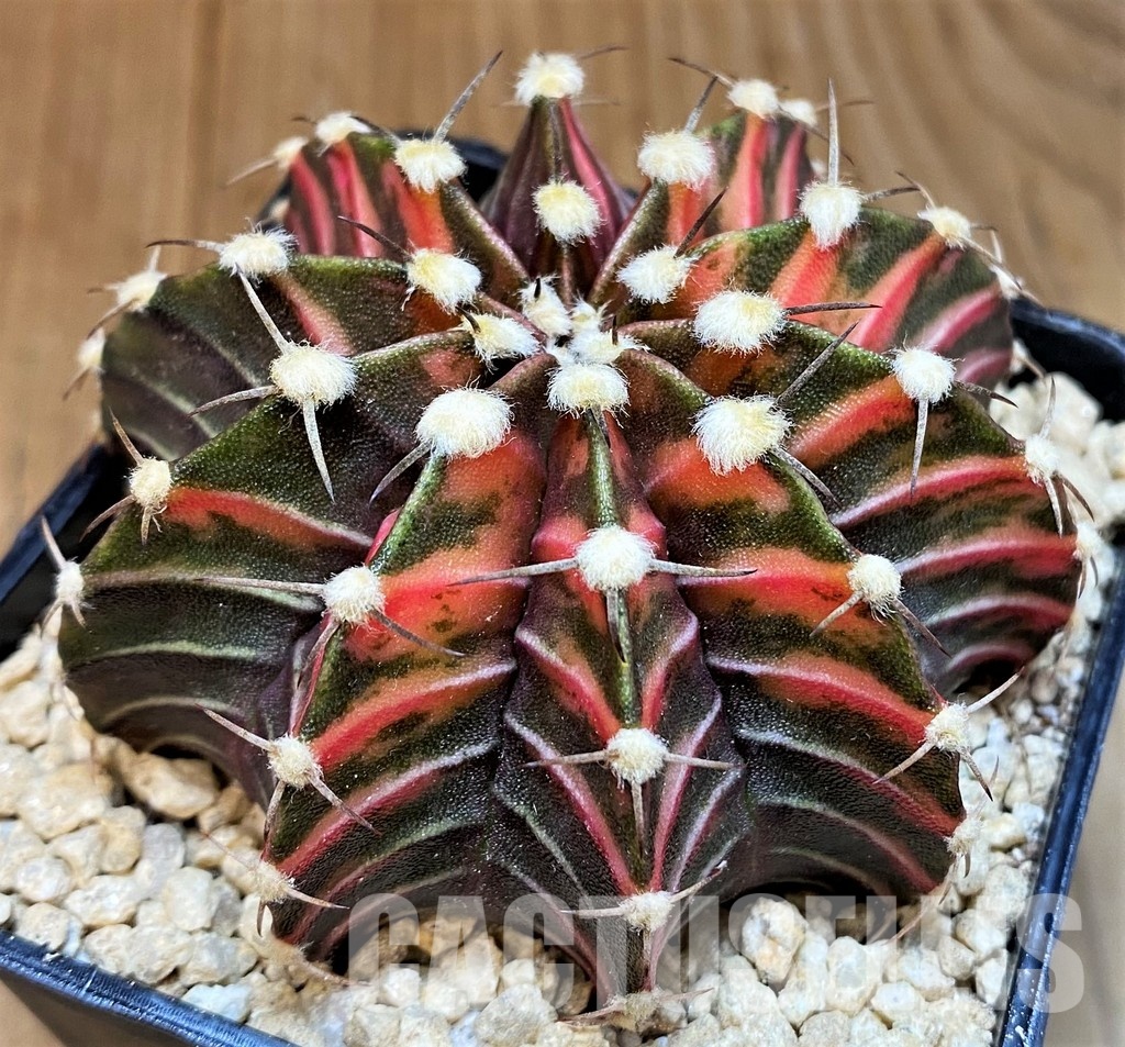 SH29421 Gymnocalycium friedrichii LB f. variegata, seedling