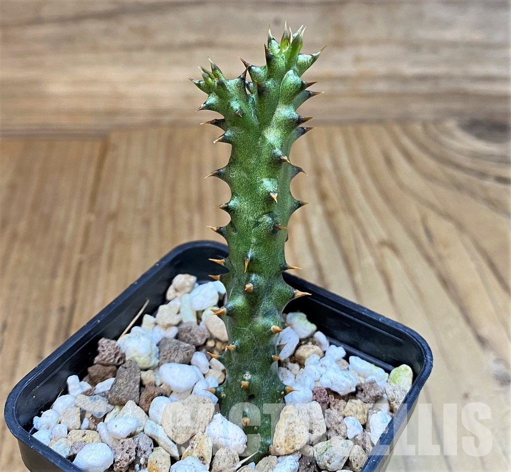 SH29535 Edithcolea grandis