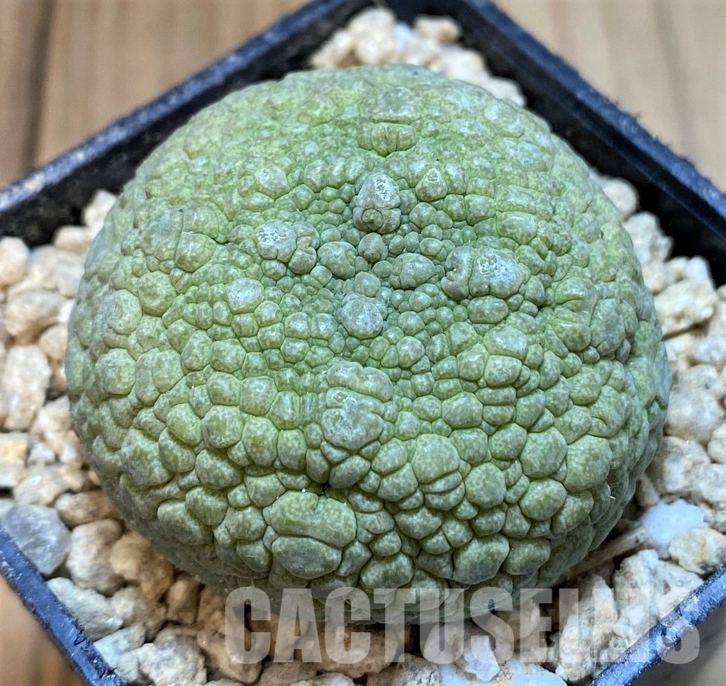 SH29537 Pseudolithos migiurtinus - Image 2