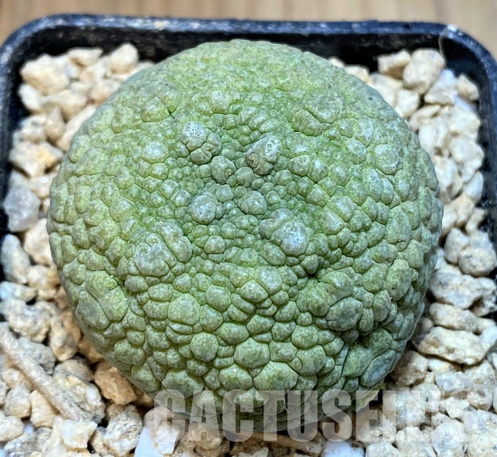 SH29537 Pseudolithos migiurtinus
