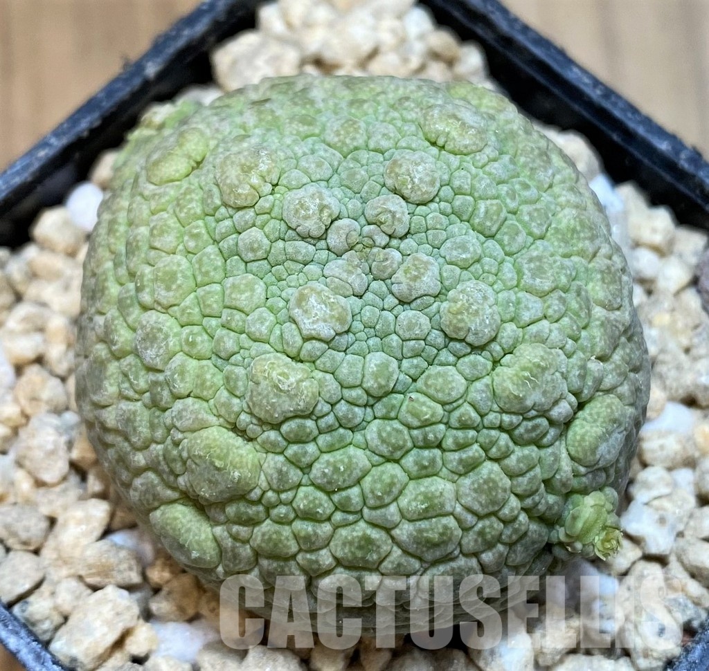 SH29538 Pseudolithos migiurtinus - Image 2