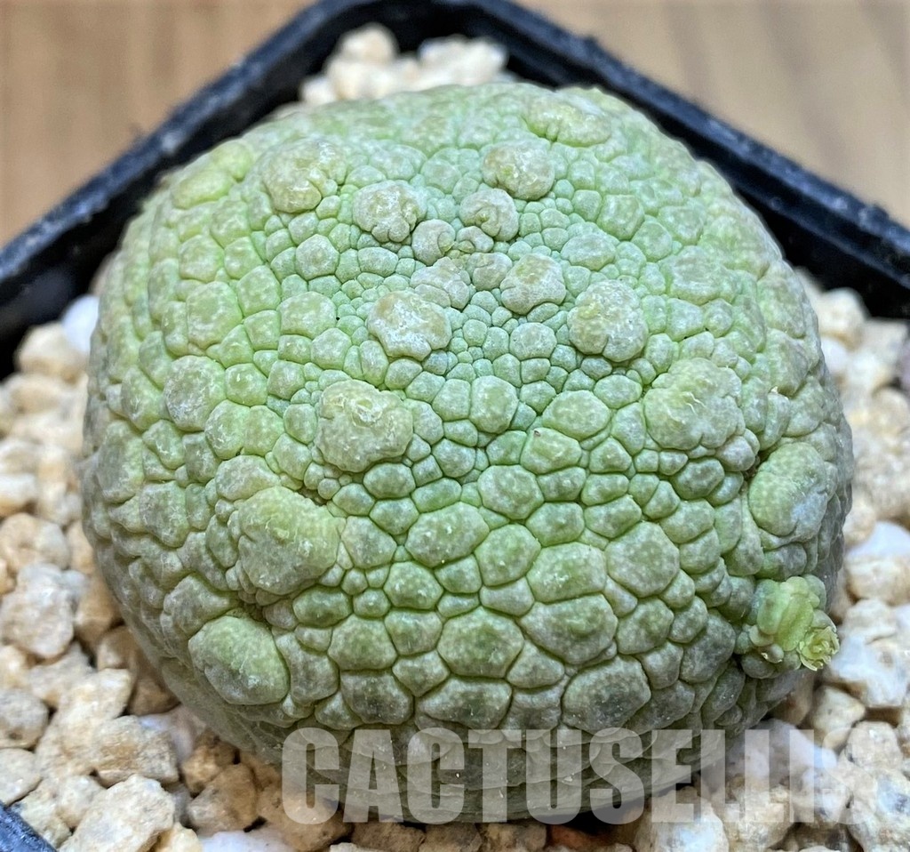 SH29538 Pseudolithos migiurtinus