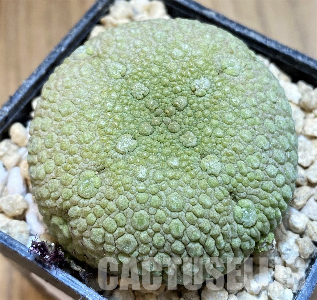 SH29539 Pseudolithos migiurtinus