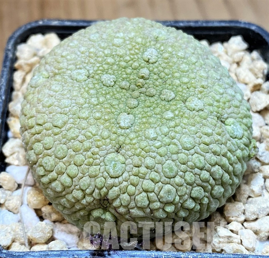 SH29539 Pseudolithos migiurtinus - Image 2