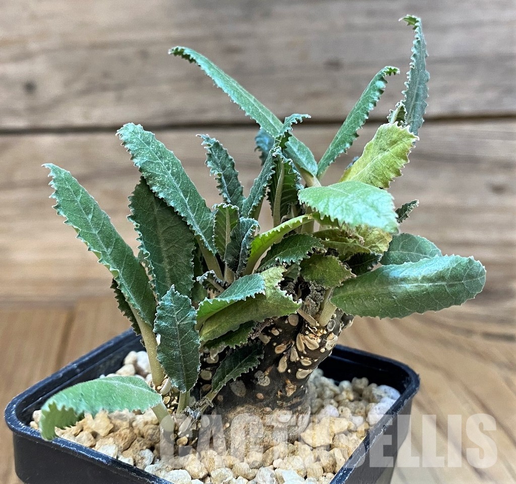 SH29542 Dorstenia hybrid f. cristata