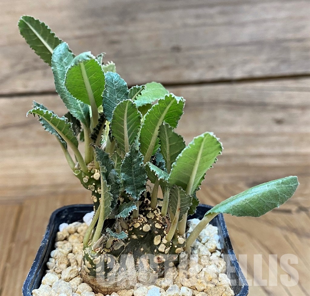 SH29542 Dorstenia hybrid f. cristata - Image 2