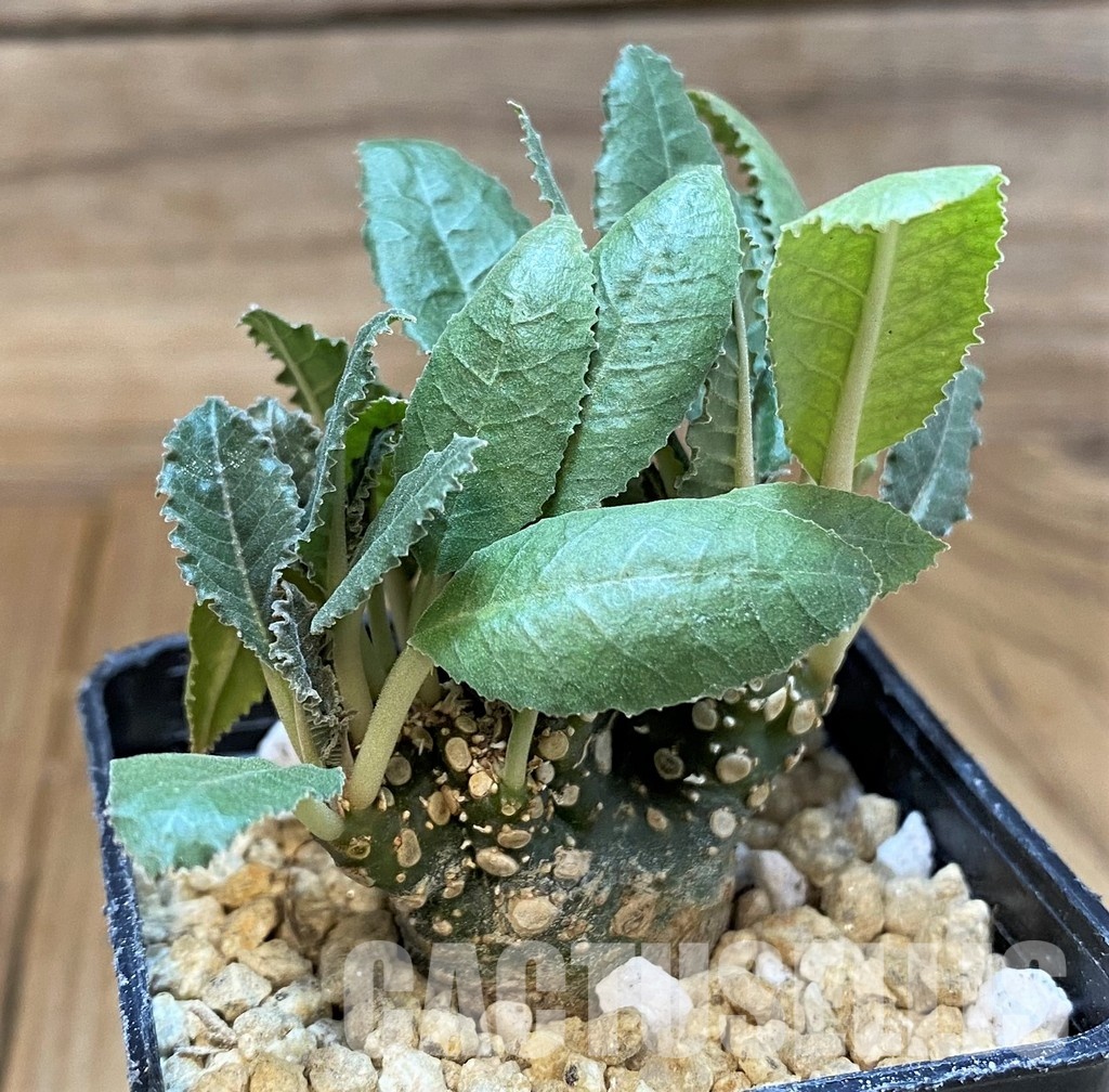 SH29543 Dorstenia hybrid f. cristata