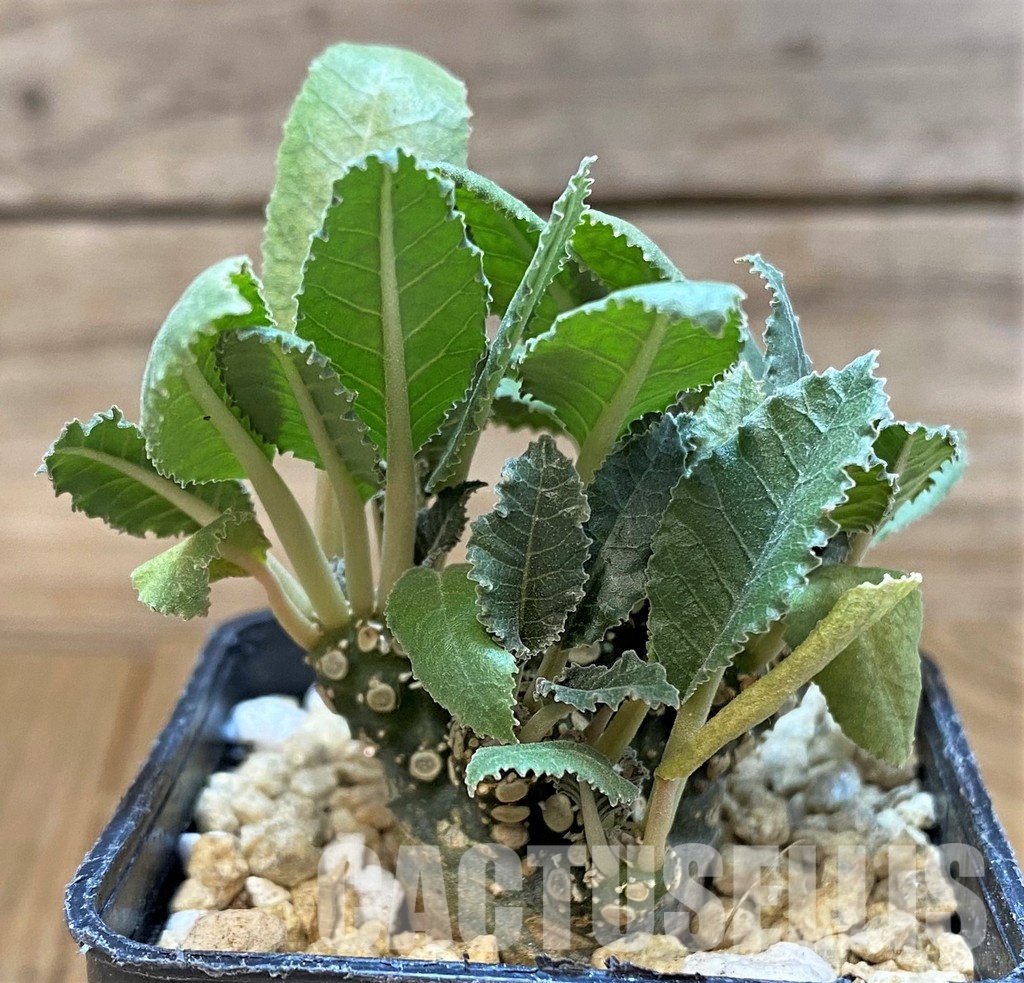 SH29543 Dorstenia hybrid f. cristata - Image 2