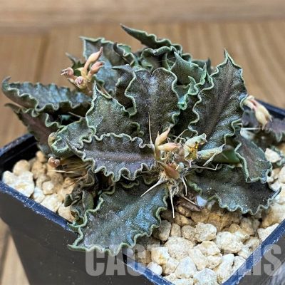 SH29547 Euphorbia tulearensis hybrid