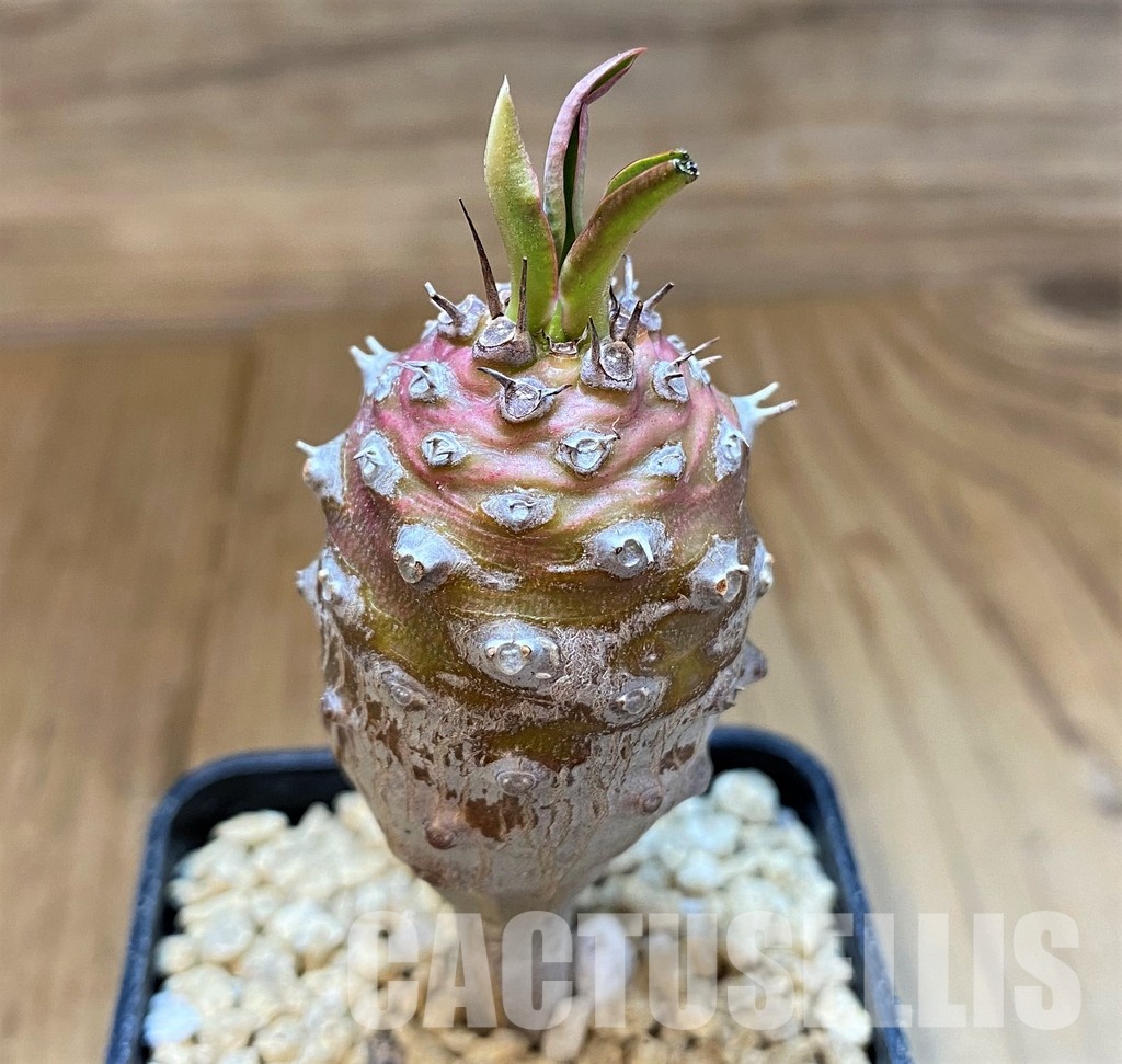 SH29549 Euphorbia pachypodioides