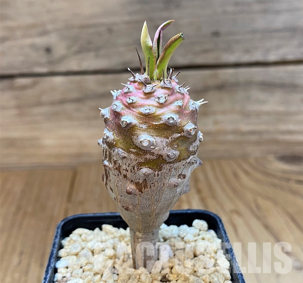 SH29549 Euphorbia pachypodioides - Image 2